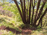 MONTE GIOCO (1366 m) da Spettino Alto in solitaria-13ott26-FOTOGALLERY
